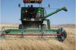 برداشت 34 هزار تن گندم در شهرستان اهر