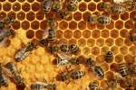 ایران رتبه سوم جهانی تولید عسل را دارد
