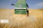 خرید تضمینی گندم در استان همدان از مرز ۳۱۰ هزار تن گذشت