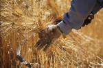 ۳۱ مرکز خرید گندم تضمینی در استان سمنان ایجاد شده است