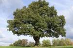 محکومیت ۱۰۰ میلیون ریال برای قاطع درخت بلوط در شهرستان کامیاران