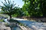 باغات قصردشت شیراز به کمتر از ۳ هزار هکتار رسیده است