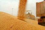 بیش از ۳۷۰ هزار تن گندم در خوزستان خریداری شد