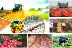 سالانه ۱۲۰میلیون دلار محصولات کشاورزی استان قزوین صادر می‌شود
