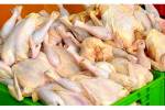 برنامه‌ریزی برای تولید ۱۰۰ هزار تن گوشت مرغ در لرستان