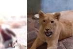یک قلاده توله شیر از خانه باغی در ساری کشف شد