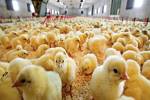 پرورش دهندگان مرغ گوشتی با خیال راحت جوجه ریزی کنند