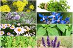 ظرفیت بالای لرستان برای تبدیل به پایتخت گیاهان دارویی