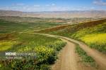 برداشت ۱۵ هزار تن کلزا از مزارع مازندران؛خشکسالی سطح کشت را کاهش داد