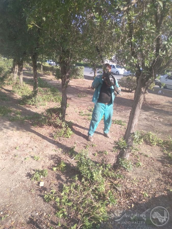 ادامه عملیات هرس و رسیدگی به فضای سبز در بلوار قدس اهواز