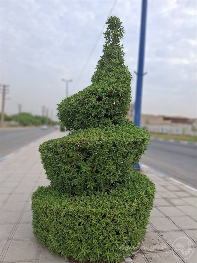اجرای مستمر عملیات هرس ، فرمدهی و بازپیرایی درختچهها در معابر سطح منطقه ۳ اهواز