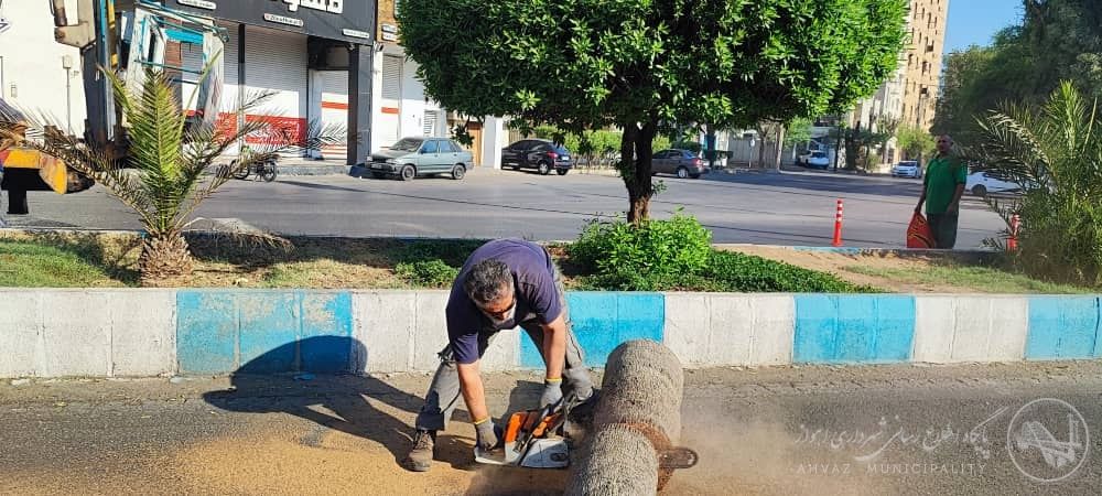 آغاز عملیات حذف نخل‌های فاقد تاج در منطقه دو اهواز