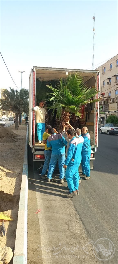 بلوار جوادالائمه شهرداری منطقه یک اهواز، با کاشت نخل های پالم سرسبزتر می شود