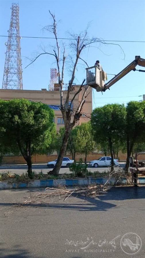 بهسازی و ساماندهی فضای سبز منطقه دو اهواز با حذف درختان بیمار و هرس تخصصی