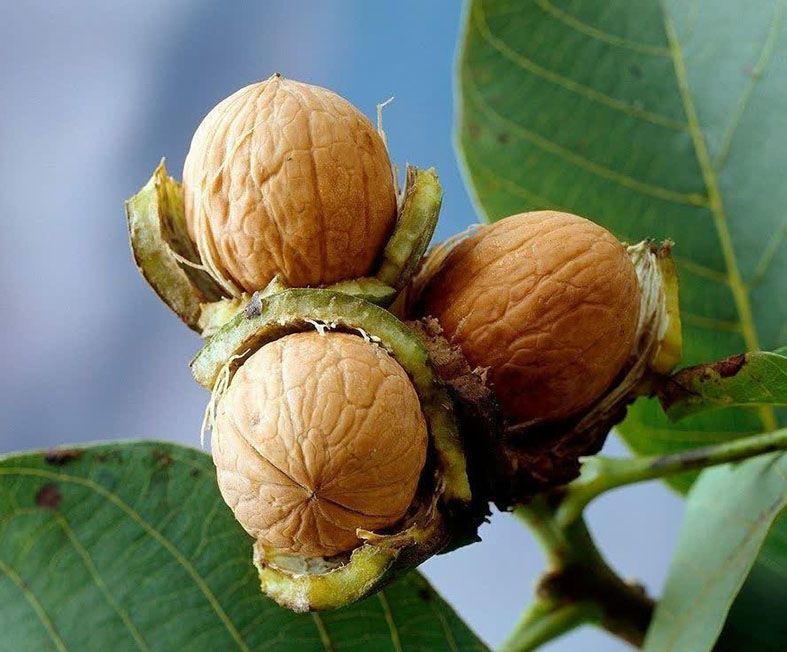آذربایجان شرقی در مسیر جهش تولید و صادرات گردو / برداشت ۲۴ هزار تن گردو از باغات آذربایجان شرقی