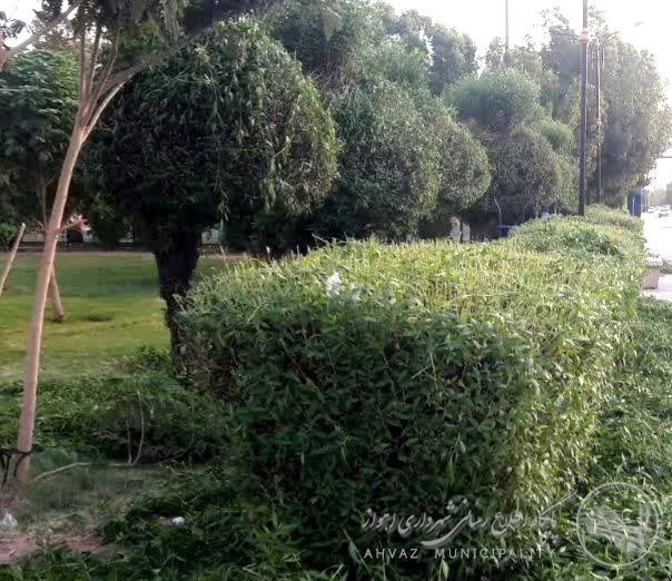 آرایش سبز معابر منطقه یک اهواز ، از چمنزنی تا فرمدهی درختان
