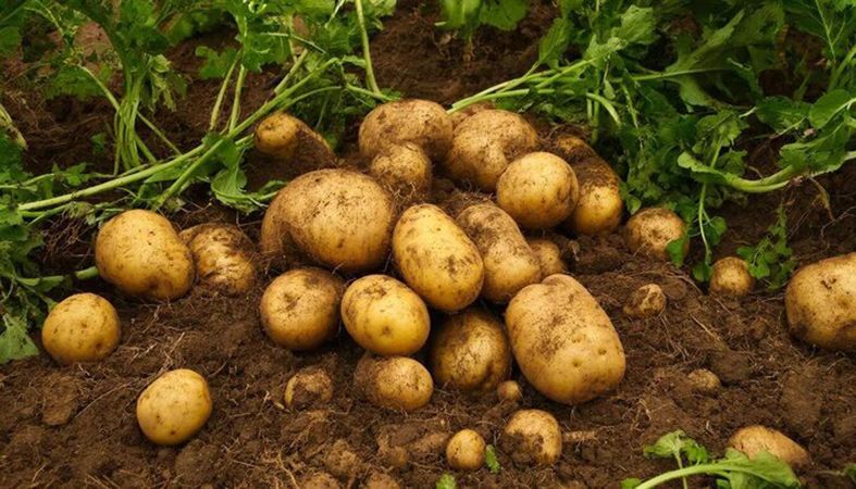 برداشت بیش از ۴۱۷ هزار تن سیبزمینی از مزارع آذربایجان شرقی