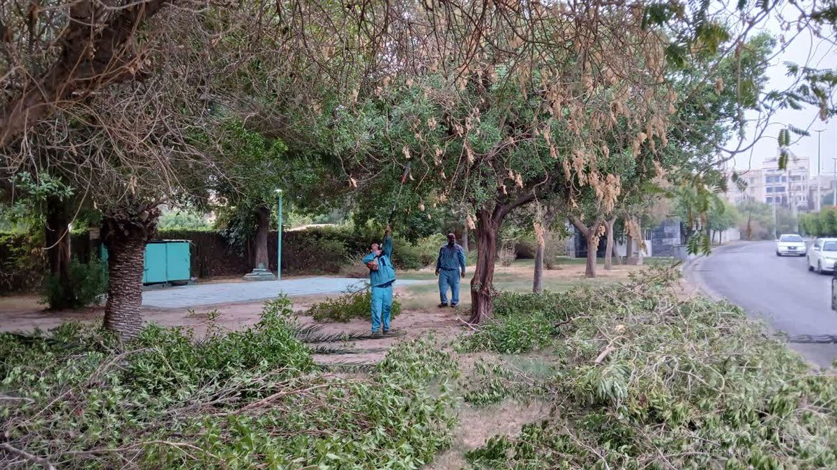 شاخه‌های شکسته در ساحلی باغ معین مهار شدند؛ ایمنی شهروندان در اولویت