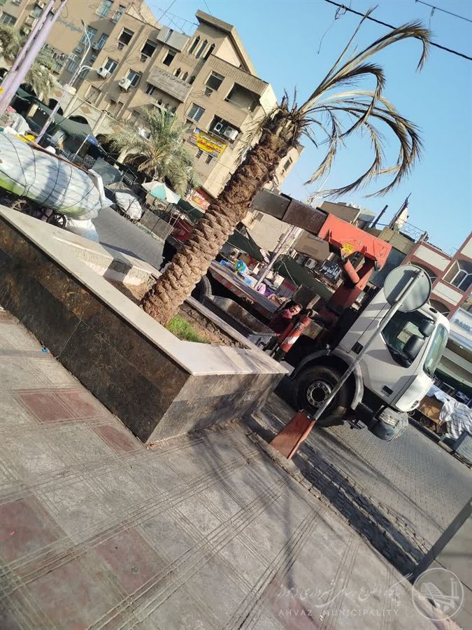 پاکسازی تنههای خطرساز نخل در خیابان سلمان فارسی