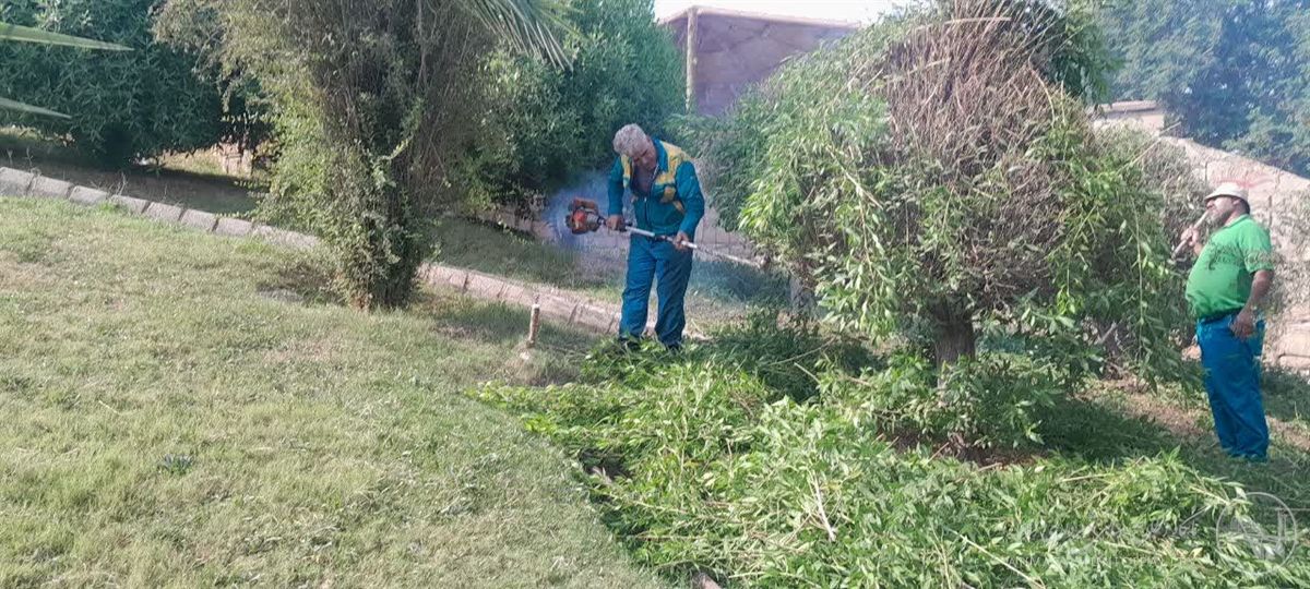 هرس و فرمدهی درختان در منطقه هفت شهرداری اهواز انجام شد