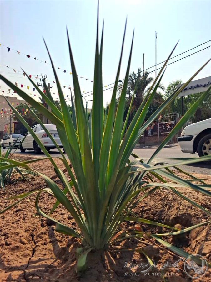 کاشت ۳۶ اصله "درختچه زینتی یوکا" در خیابان ۱۰ پادادشهر