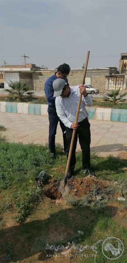 کاشت ۳۰ اصله نهال کنار به یاد عزیزان آسمانی در منطقه ۸ اهواز