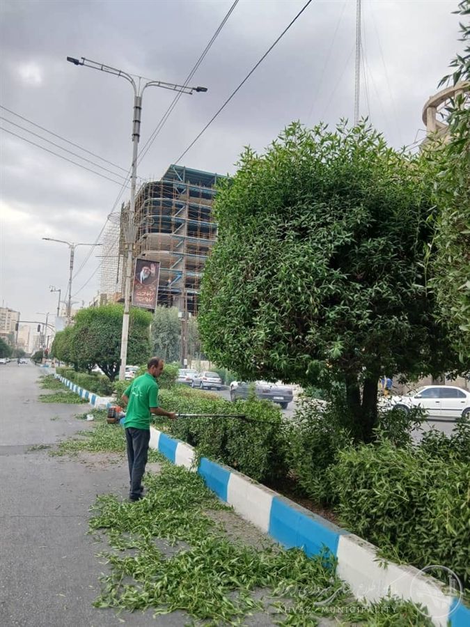 اجرای عملیات هرس درختان آیلند میانی بلوار چمران کیانپارس