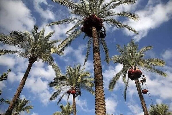 گنج پنهان در نخلستانهای بوشهر؛ جنگل سبز جنوب در مسیر گردشگری