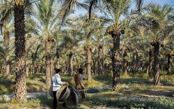 «شادگان» از پایتخت خرما تا قطب گردشگری؛ نقشه راه احیای تالاب