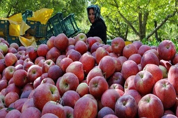 باغداری پربار سیب درختی و فرآوری کمرمق در کهگیلویه و بویراحمد