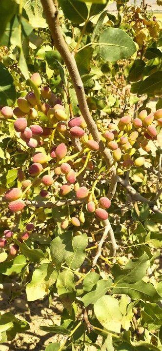 «پسته» محصول تازه زاگرس؛ کشاورزی پوست میاندازد