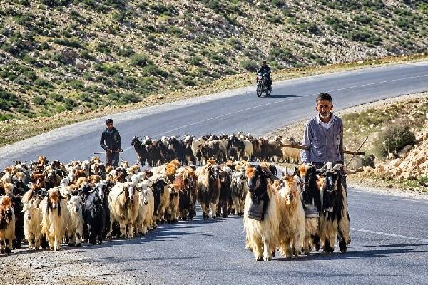 عشایر لرستان در مسیر ایمنسازی کوچ؛ از پلهای «گرگر» تا بیمه دام