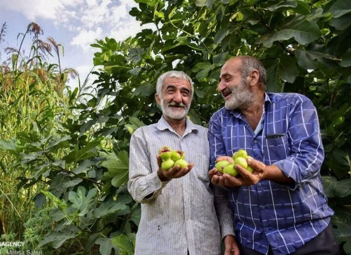 انجیر گلوگاه طعم بهشتی دارد؛ باغهایی که مقصد گردشگران است