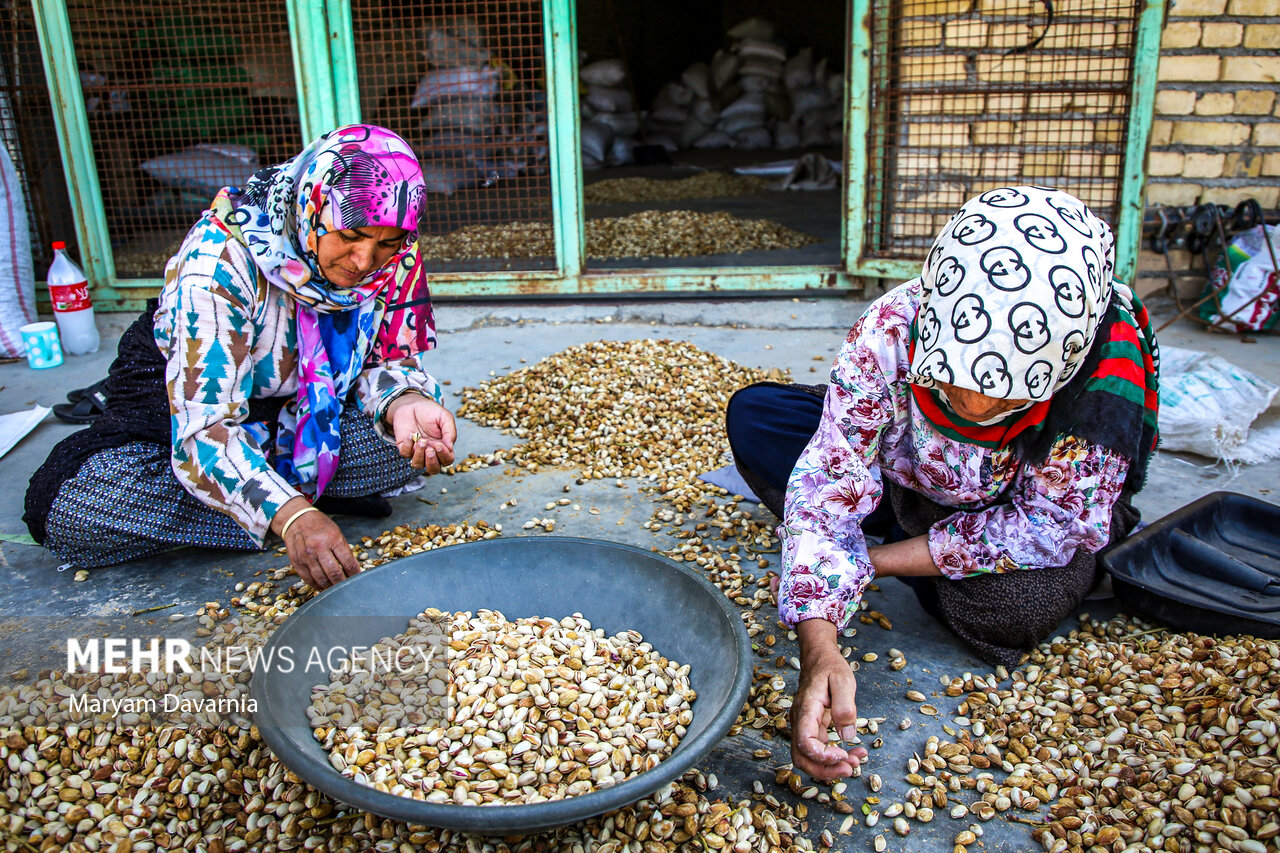 برداشت پسته در خراسان شمالی