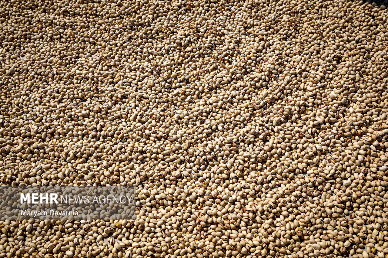 برداشت پسته در خراسان شمالی