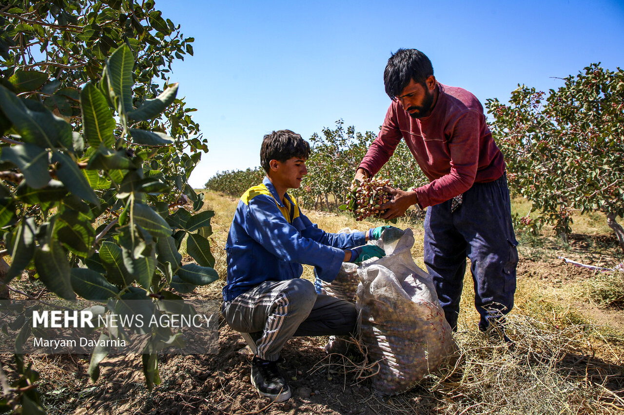 برداشت پسته در خراسان شمالی