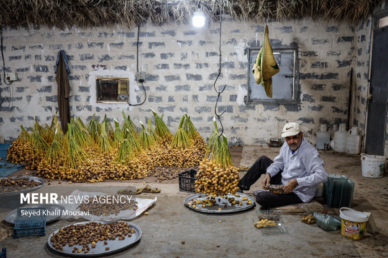 برداشت خرما در حمیدیه
