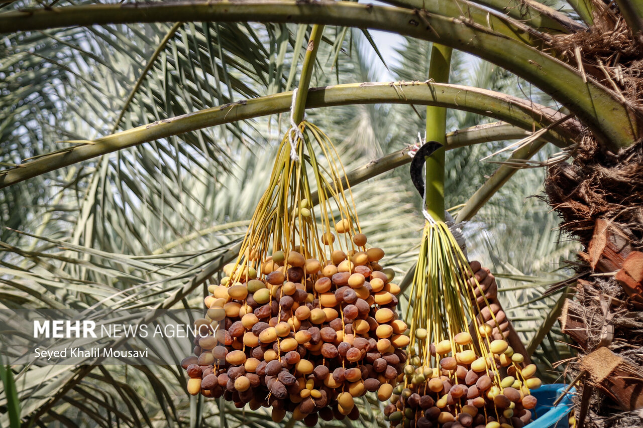 برداشت خرما در حمیدیه