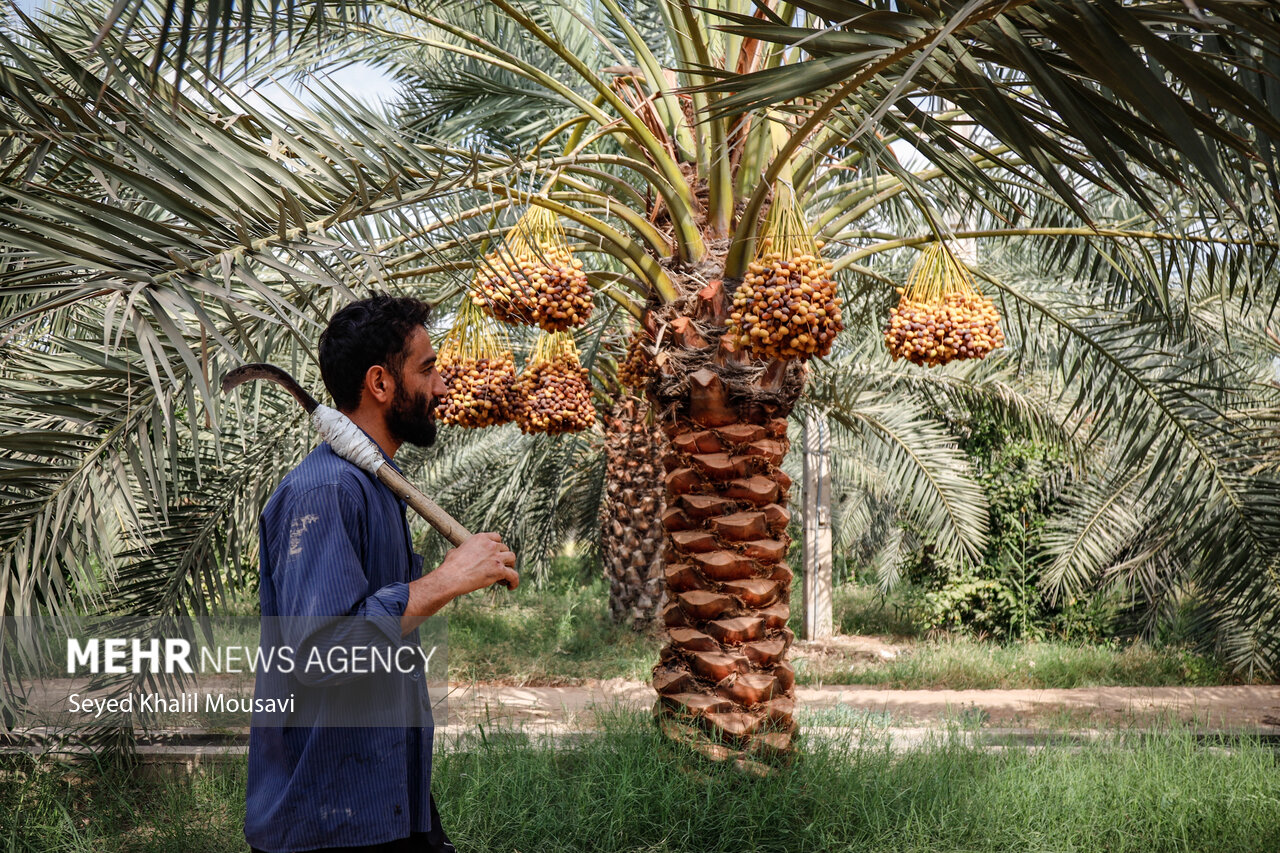 برداشت خرما در حمیدیه