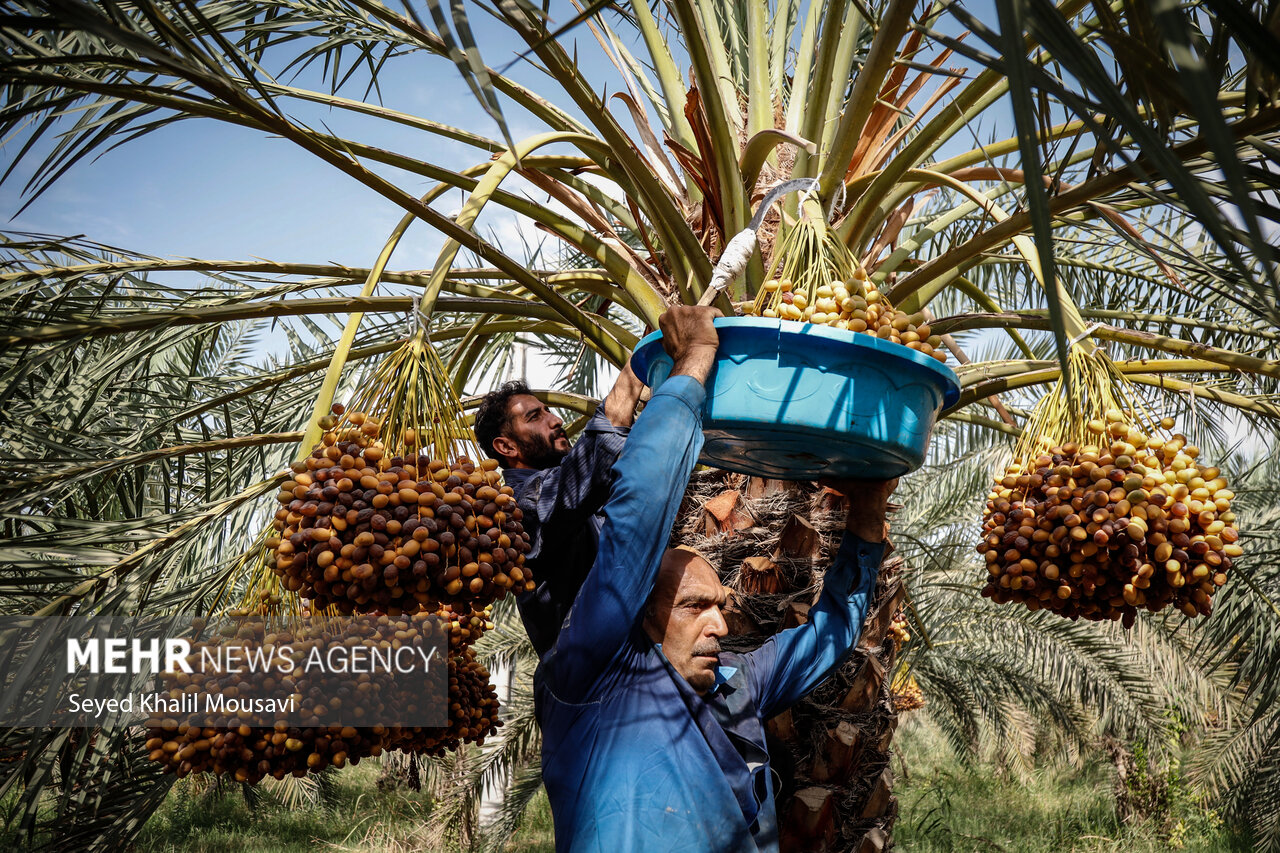 برداشت خرما در حمیدیه