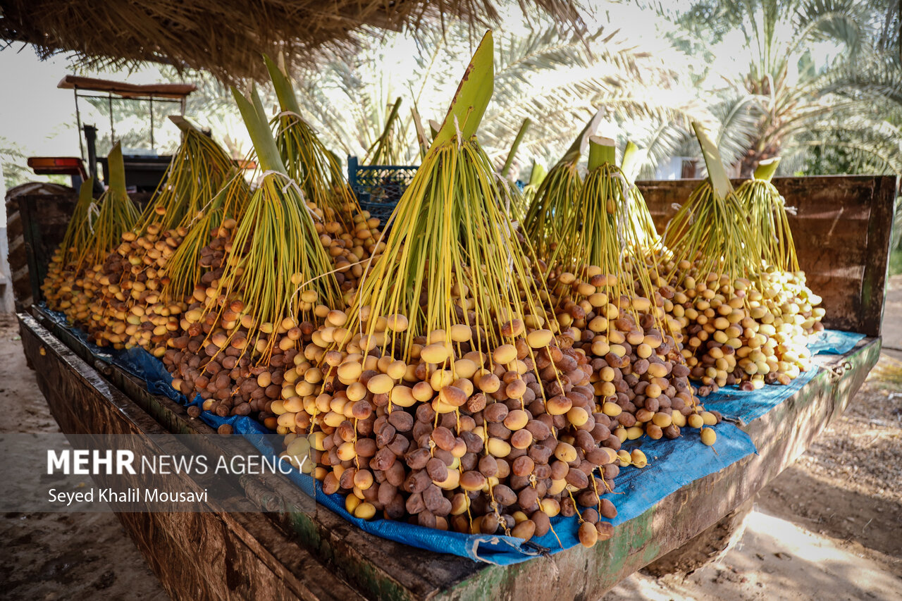 برداشت خرما در حمیدیه