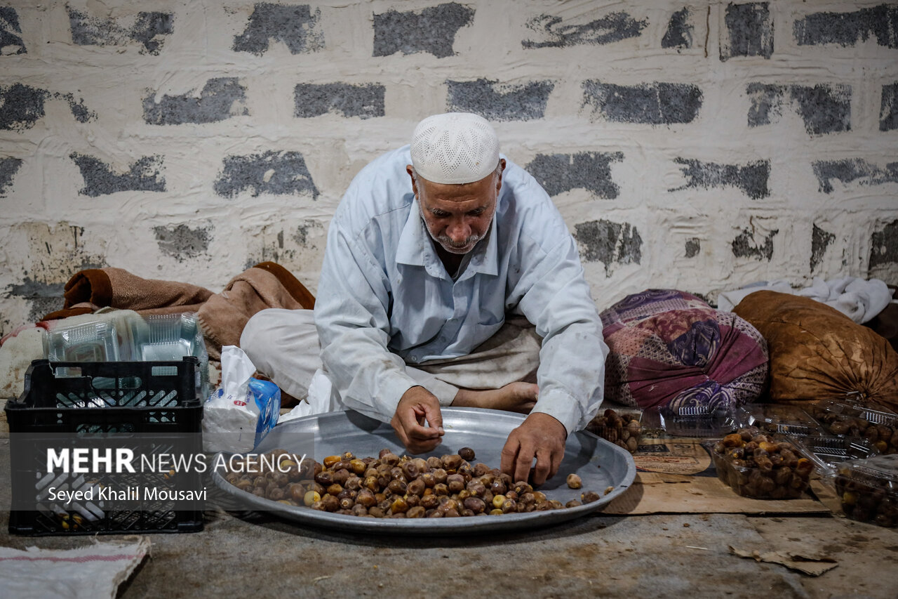 برداشت خرما در حمیدیه