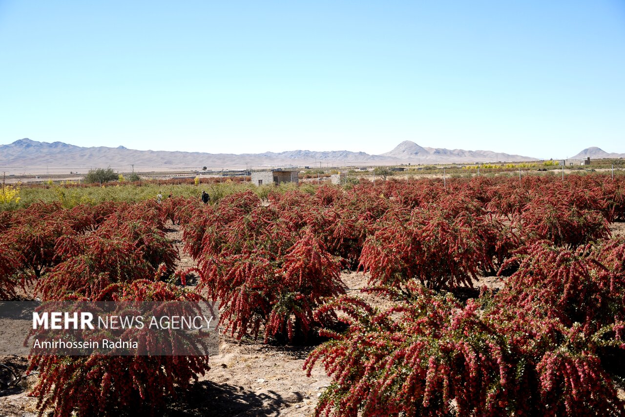 جشنواره زرشک در قائنات