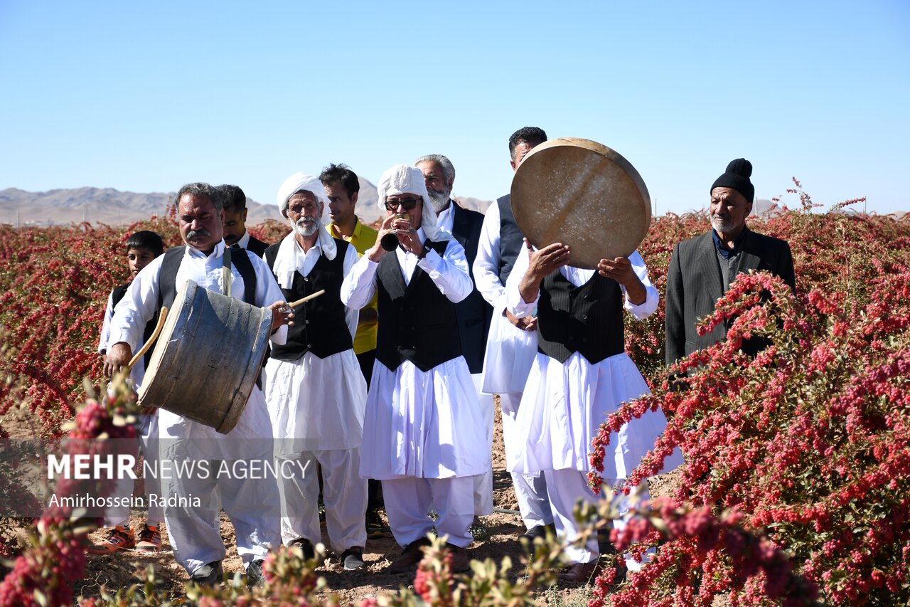 جشنواره زرشک در قائنات