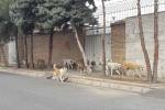 حضور سگ‌های ولگرد در خیابان‌های کرمان؛ نگرانی شهروندان از امنیت معابر