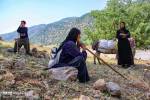 مدیر امور عشایری کرمانشاه: کوچ پاییزه عشایر آغاز شد