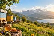 آغاز سرشماری سراسری زنبورستان‌های آذربایجان شرقی از دوم آبان ماه ۱۴۰۵