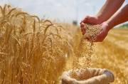 حمایت از کشاورزان، سنگبنای استقلال غذایی / آغاز امنیت غذایی از گندمزارها / تابآوری معیشتی چشم انتظار مزارع حمایت از کشاورزان، سنگبنای استقلال غذایی / آغاز امنیت غذایی از گندمزارها / تابآوری معیشتی چشم انتظار مزارع