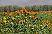 گلرنگ؛ گزینه کمآببر در الگوی کشت چهارمحال و بختیاری گلرنگ؛ گزینه کمآببر در الگوی کشت چهارمحال و بختیاری