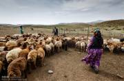 ساماندهی ایلراهها، مطالبه عشایر برای تسهیل کوچ پاییزه ساماندهی ایلراهها، مطالبه عشایر برای تسهیل کوچ پاییزه